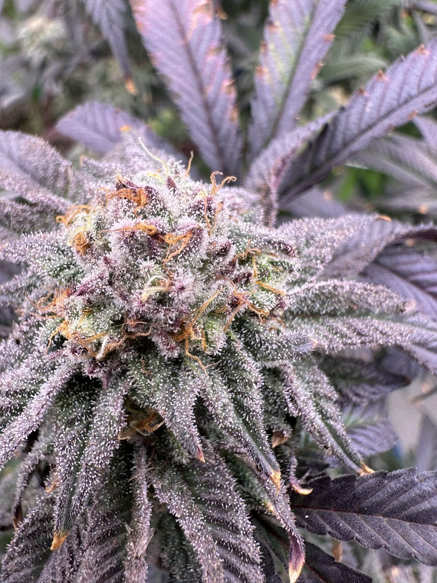 จัดให้สดๆครับ ขอบคุณออเดอร์วันนี้ๆดอกมีเลื่อยๆ หอม สด ราคาพ่อค้า ส่ง ปลีก แบ่ง ทัก
#กัญชา #กัญชาog #กัญชากรุงเทพ #กัญชานอก #ดอกกัญชา #กัญชาลาดกระบัง #กัญชารามคําแหง #กัญชาพัทยา #กัญชาราคาส่ง #กัญชามีนบุรี #กัญชาสมุทรปราการ #og  #บ้องแก้ว #กัญชาชลบุรี #กัญชาดอนเมือง #กัญชานนทบุรี