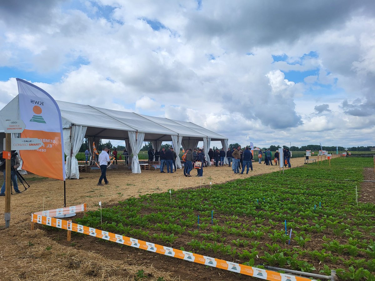 Hoy nos encontramos en el #campo experimental que <a href="/KWS_Semillas/">KWS Semillas Ibérica</a> tiene en Simancas (Valladolid), donde @aimcra colabora ensayando con variedades de #remolacha azucarera de siembra otoñal y con pildoraciones para aumentar el vigor inicial y los rendimientos finales