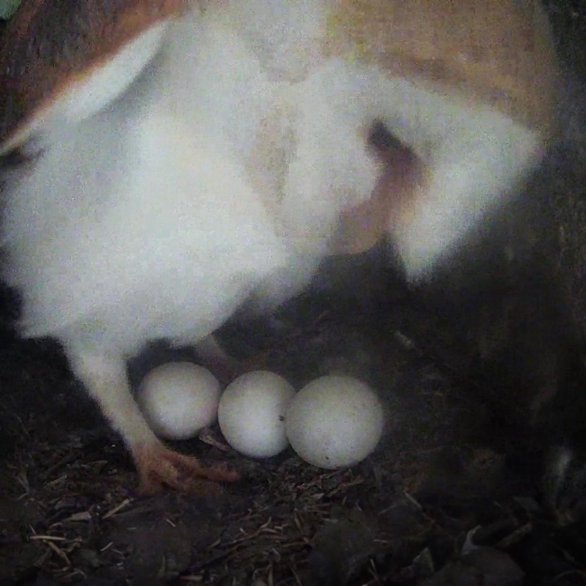 Barn owl Gylfie's 1st chick is due to hatch today 🦉🐣 👀Look out for it on the livestreams 🦉📺👇robertefuller.com/live-cameras-f…