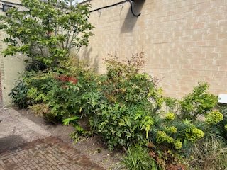SeaccFulham's tweet photo. Fancy doing a bit of #gardening at Sands End Arts &amp; Community Centre, to help us keep it looking good this #summer? Come &amp; join our #garden #club led by Lucy, our #gardener. Weekly sessions; tools &amp; refreshments supplied. Details https://t.co/eXZrjdzMer #volunteering #seaccfulham https://t.co/zqACerzNaP