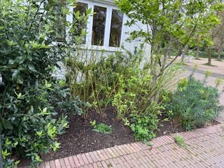 Fancy doing a bit of #gardening at Sands End Arts &amp; Community Centre, to help us keep it looking good this #summer? Come &amp; join our #garden #club led by Lucy, our #gardener. Weekly sessions; tools &amp; refreshments supplied. Details seacc.uk/events/gardeni… #volunteering #seaccfulham