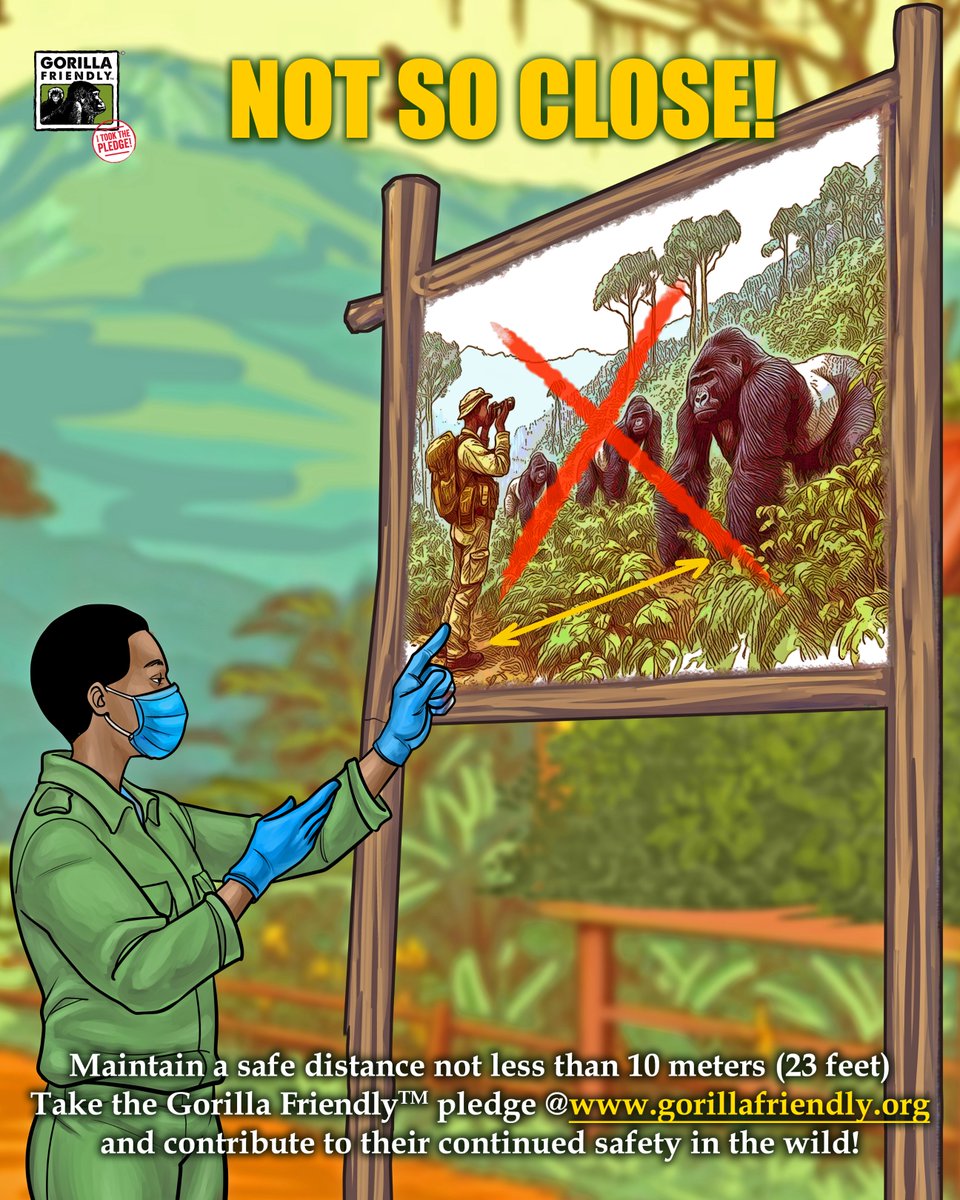 A safe viewing distance protects #mountaingorillas against probable disease transmission.
#Securingthefutureformountaingorillas
#gorillafriendlyTM
#Pledge