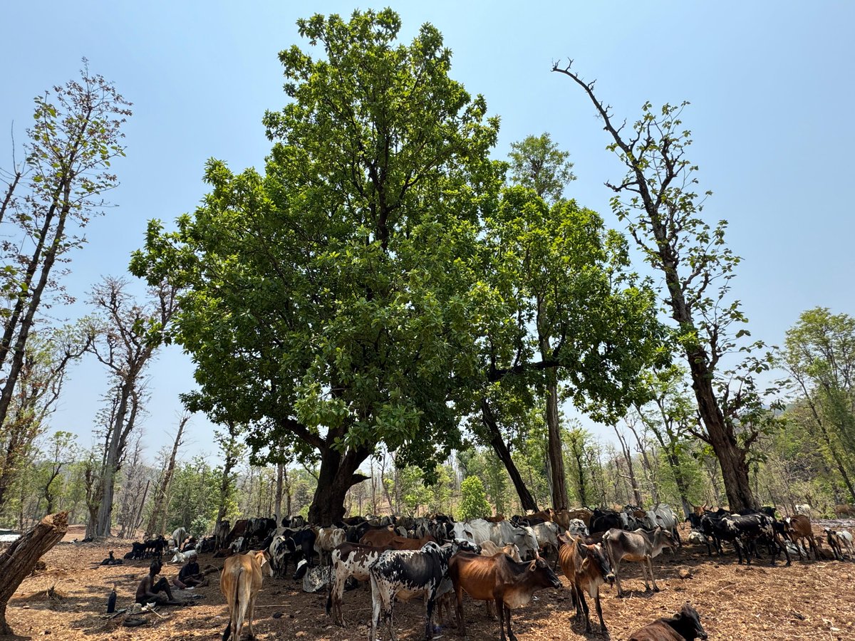 DCF South Dang tweet media