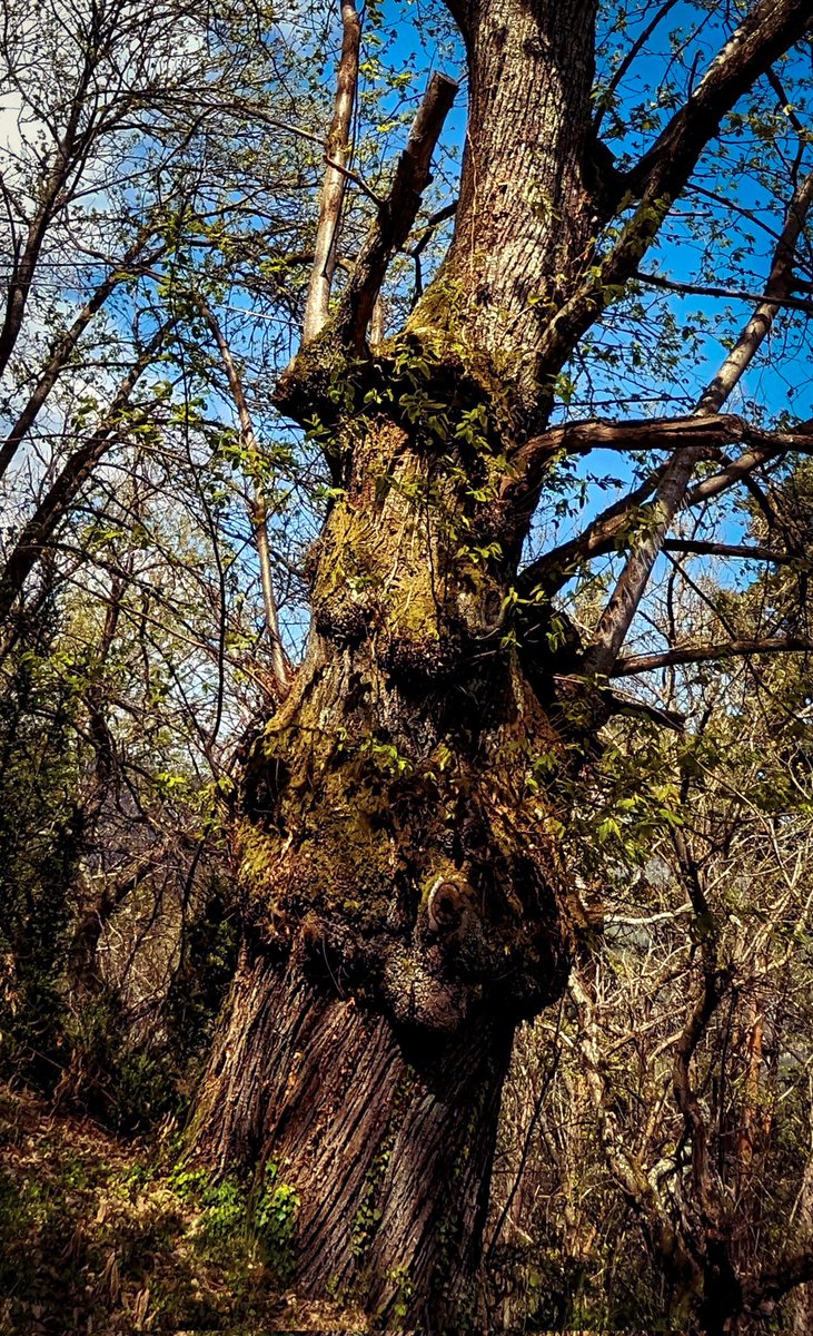 Joyeux #ThickTrunkTuesday à vous tous (Châtaignier). Soutenez vos amis par des Likes et des Retweets. @keeper_of_books #Trees #ArbreDuMatin #TreeClub #AmiesDesArbres #Vertorama #JaimeLesArbres #ThePhotoHour