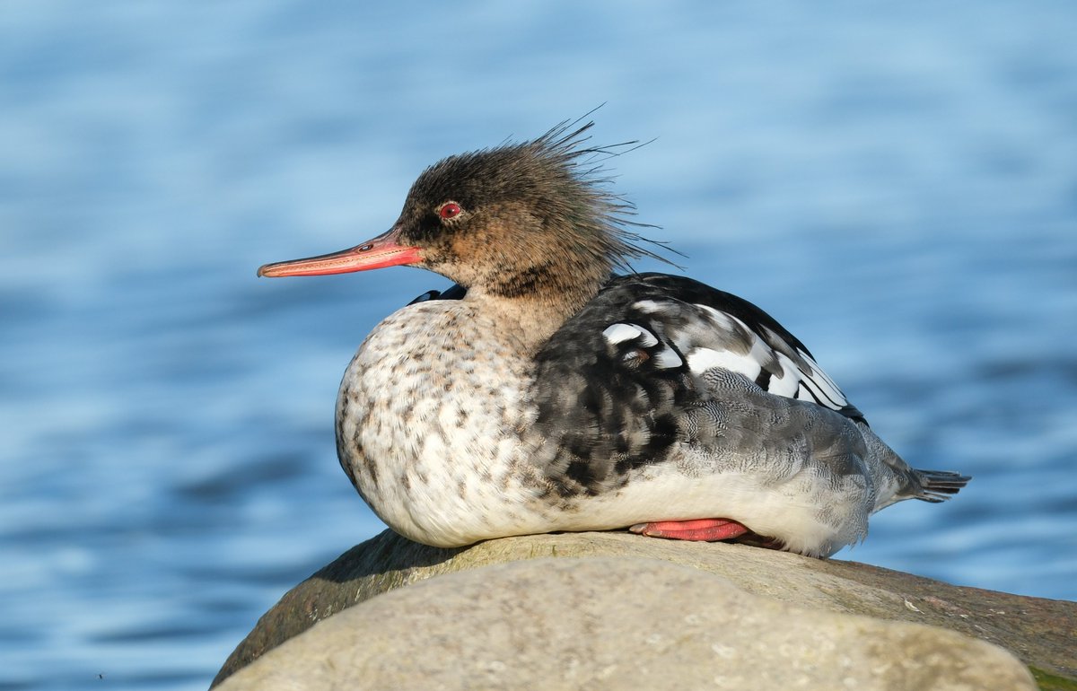 #Tukkakoskelo'pari eilisiltana #Lauttasaari'ssa. Tämäkin kaunis vesilintu on meillä #linnut punaisella listalla. Lista koostuu uhanalaisista ja silmälläpidettävistä lajeista. Taantuva tukkakoskelo kuuluu jälkimmäisiin. Jo 49 % lintulajeistamme on jommassakummassa näistä ryhmistä.