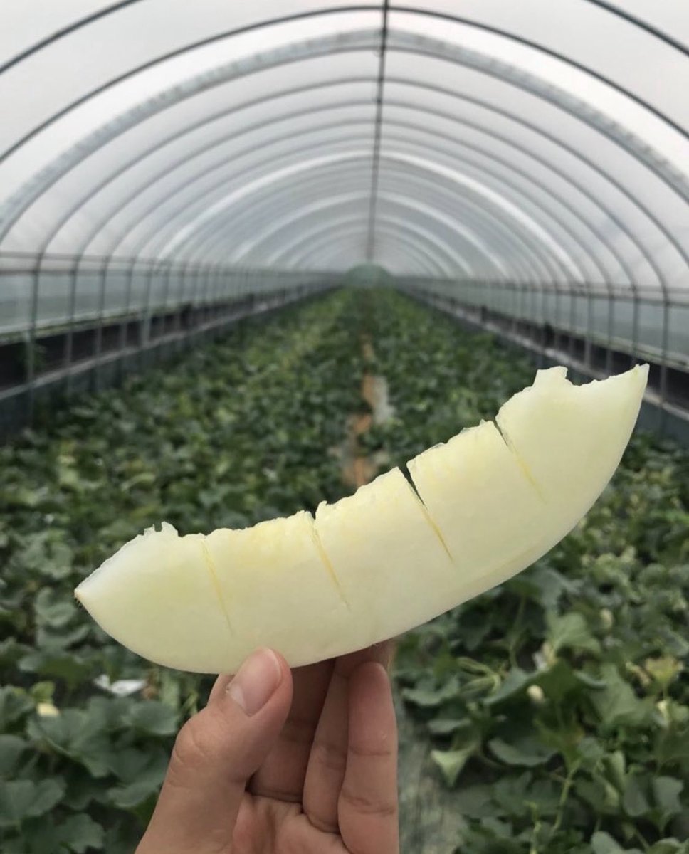 #RT이벤트

😊여름한정 메론 팝니다😊

직접 기른 메론 판매합니다!
달고 신선해서 정말 맛있습니다!!

🍈가격은 이미지 참조
🍈판매기간 ~6월초까지
🍈 + 배송비 별도

🍈주문서 or DM문의
naver.me/xecNScHk

🌸RT해주신분들 중 한분추첨해서
메론 한박스를 보내드려요!!🌸