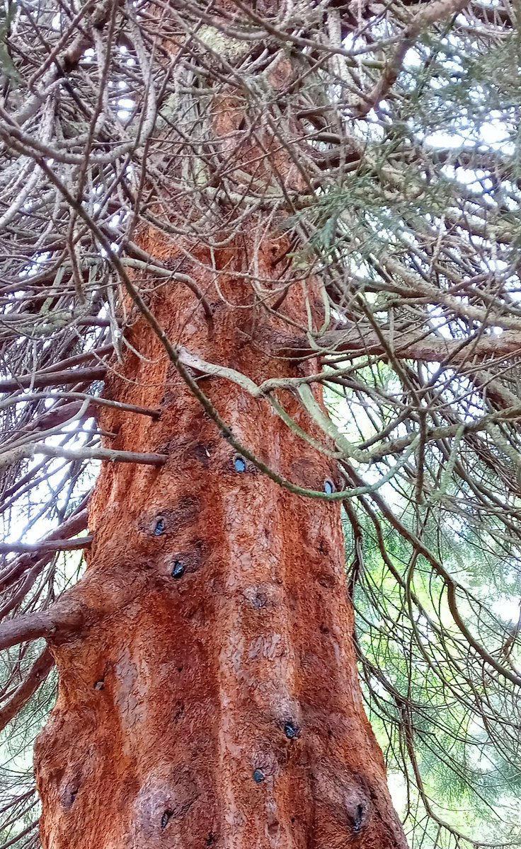 Y3_MrsCreed's tweet photo. This giant redwood tree is just a baby! It's already the largest tree in the gardens. Discussion around evergreens, pine cones and fire resistance!! @FOBSheffield #themillscience https://t.co/VdGxR6Neqc