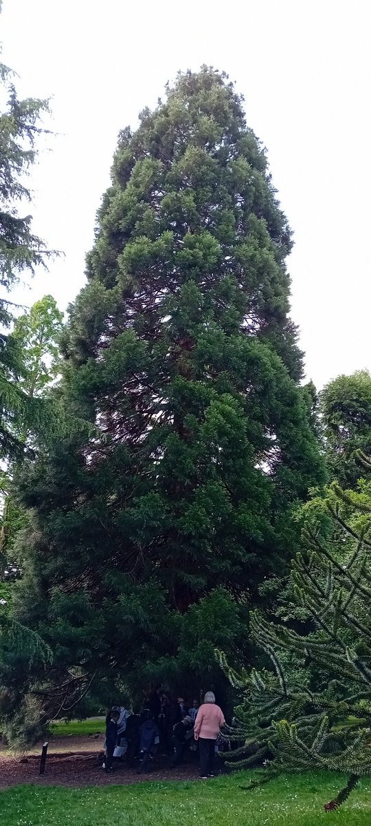 Y3_MrsCreed's tweet photo. This giant redwood tree is just a baby! It's already the largest tree in the gardens. Discussion around evergreens, pine cones and fire resistance!! @FOBSheffield #themillscience https://t.co/VdGxR6Neqc