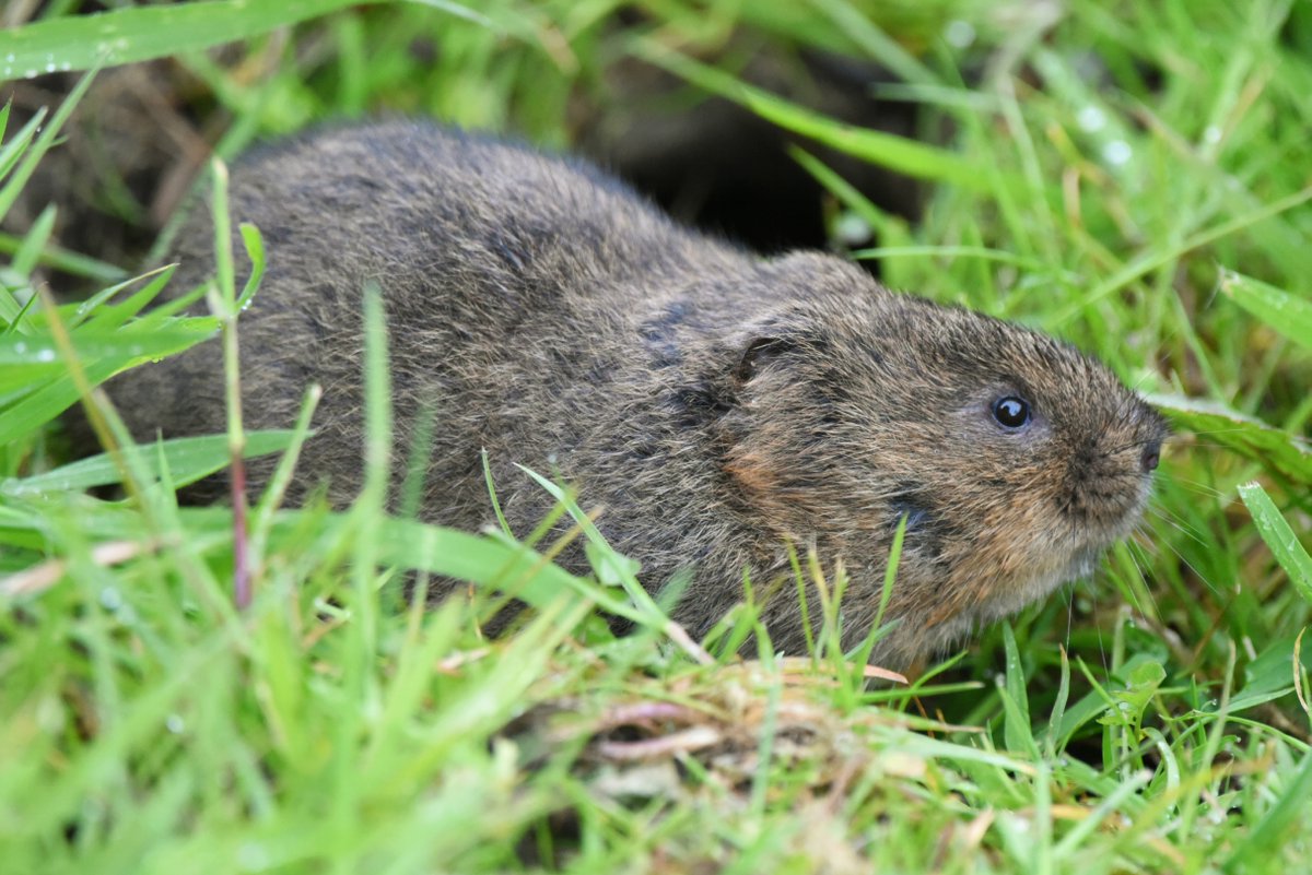 People's Trust for Endangered Species tweet media