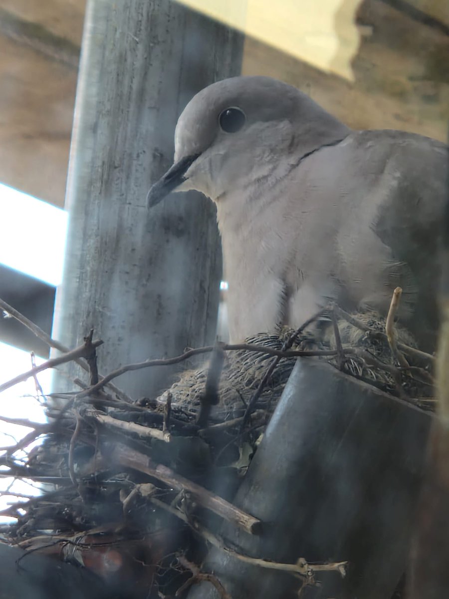 Please see attached images of our newest family to join AOW, where there's a will there's a way!