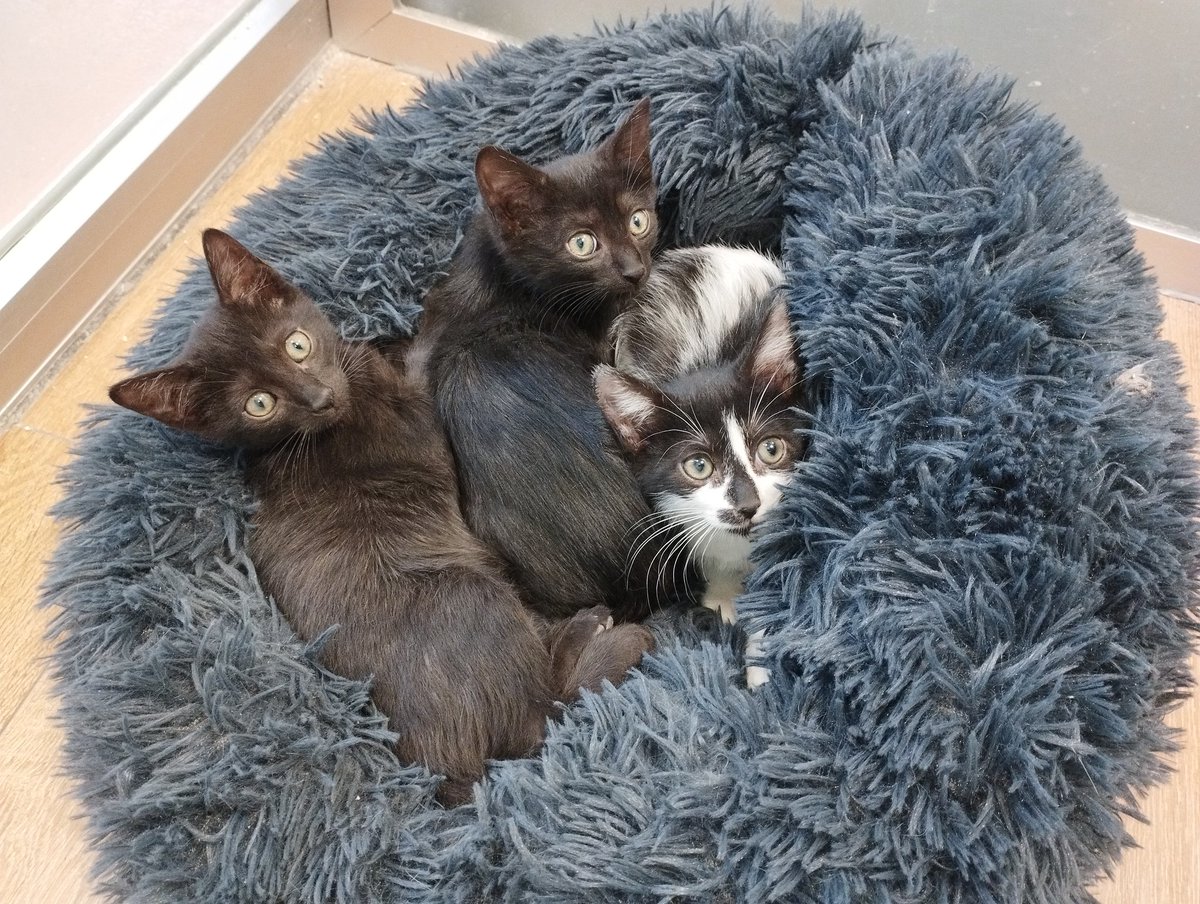 Tres gatitas de casi dos meses en busca de adopción. Se entregan con contrato, compromiso obligatorio de castración y protección en ventanas. Solo en Guadalajara o Madrid y alrededores #adopta #gatos #madrid #guadalajara