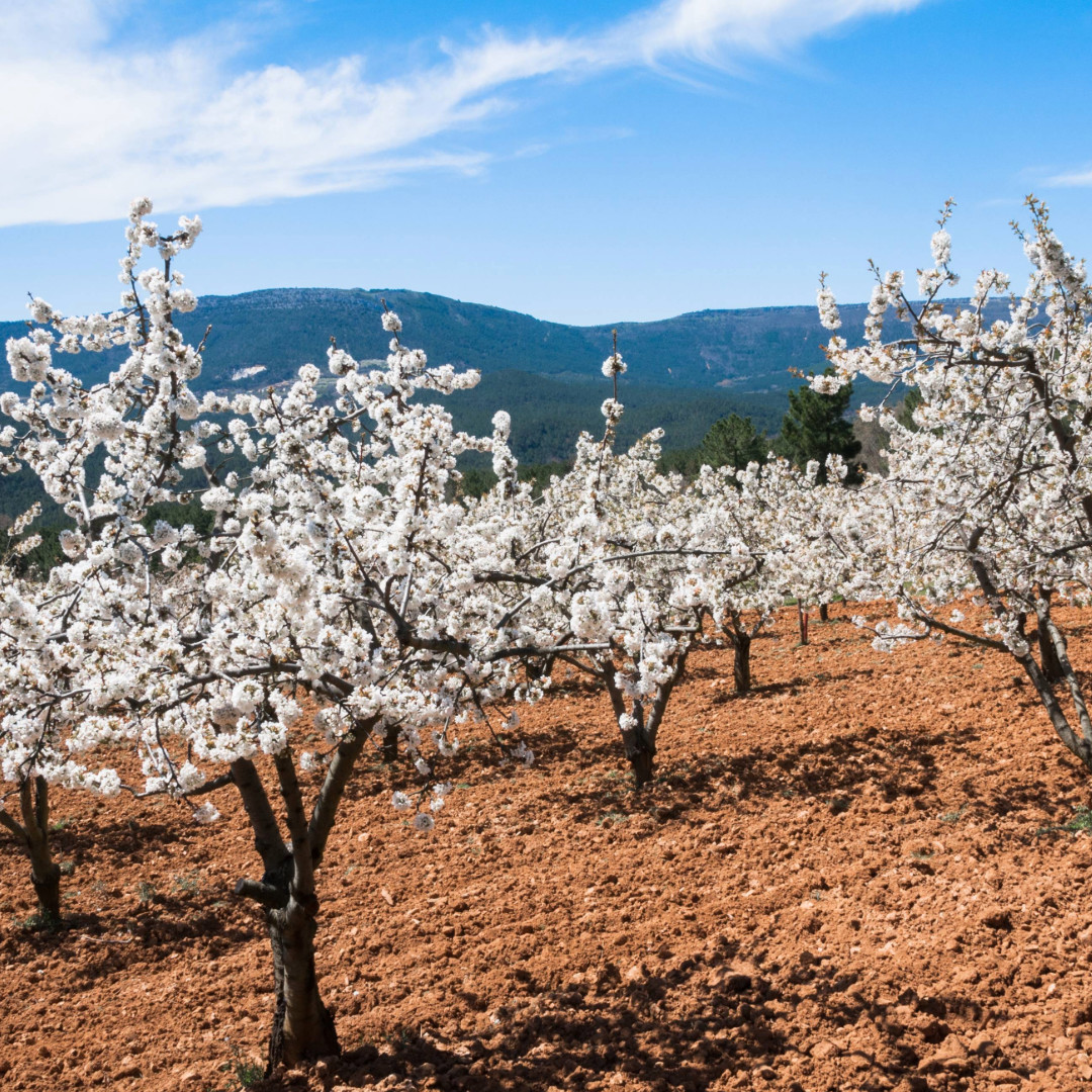 La Floración del Valle de Caderechas, en Burgos, es un fenómeno primaveral que tiñe el paisaje de blanco y rosa con la flores de cerezos 🌺🌼 ¡No te lo puedes perder! 👉 bit.ly/3xDgwPT #TeMerecesEspaña #VisitaEspaña @Aytoburgos