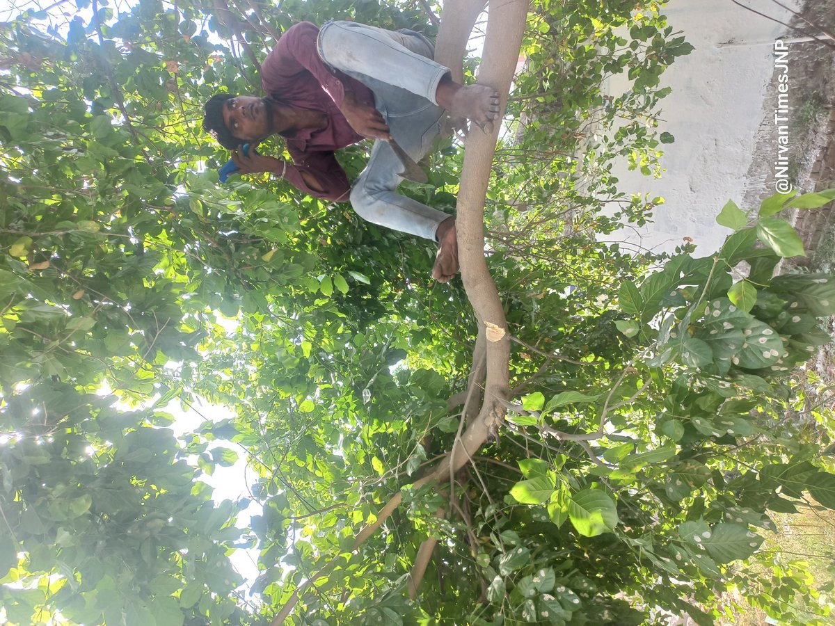 ग्रेटर नोएडा। चिलचिलाती गर्मी में हरे पेड़ की डाली काटने में जुट युवक,डाली काटने का विरोध करना पर अथॉरिटी <a href="/CeoNoida/">CEO, NOIDA Authority</a> का दिया हवाला, इकोटेक12 का मामला।