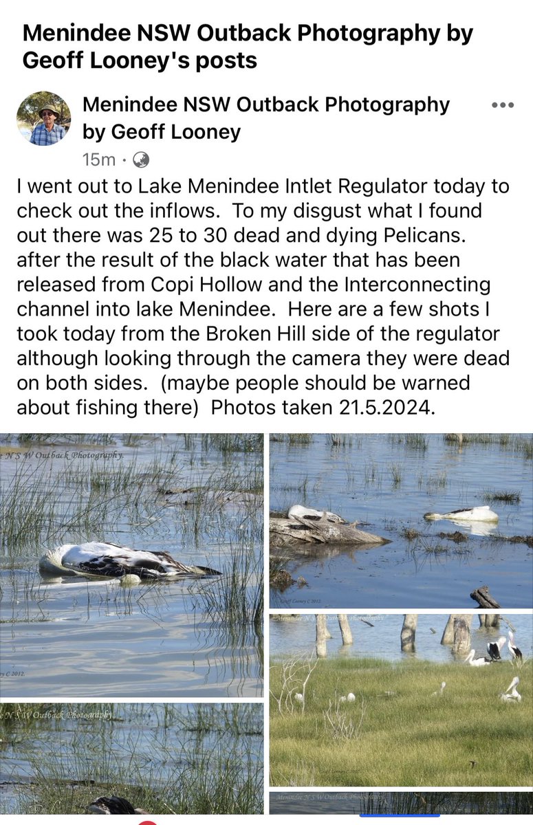 #BREAKING Images emerging of dead pelicans at the Lake Menindee Inlet today after it was opened on Friday, May 17. Currently 25 -30 individuals.
Photos via Menindee NSW Outback Photography by Geoff Looney on Facebook.