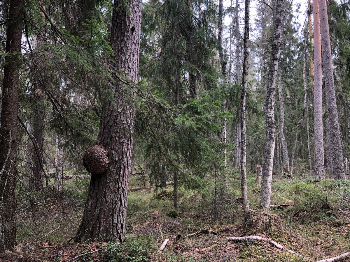 MLiimatainen's tweet photo. Etelä-Suomessa metsien suojelun tarve on huutava ja hyvät kohteet vähissä. On melko tympeää löytää tällainen +125-vuotias lahopuustoinen rantametsä aihkimäntyineen jne. avohakkuuseen ilmoitettuna maan 3.suurimman metsänomistaja @UPMSuomi mailta. Vuorilampi, Kakonsalo, Savonlinna. https://t.co/WV1DNLZpbg