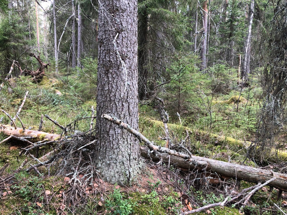 MLiimatainen's tweet photo. Etelä-Suomessa metsien suojelun tarve on huutava ja hyvät kohteet vähissä. On melko tympeää löytää tällainen +125-vuotias lahopuustoinen rantametsä aihkimäntyineen jne. avohakkuuseen ilmoitettuna maan 3.suurimman metsänomistaja @UPMSuomi mailta. Vuorilampi, Kakonsalo, Savonlinna. https://t.co/WV1DNLZpbg