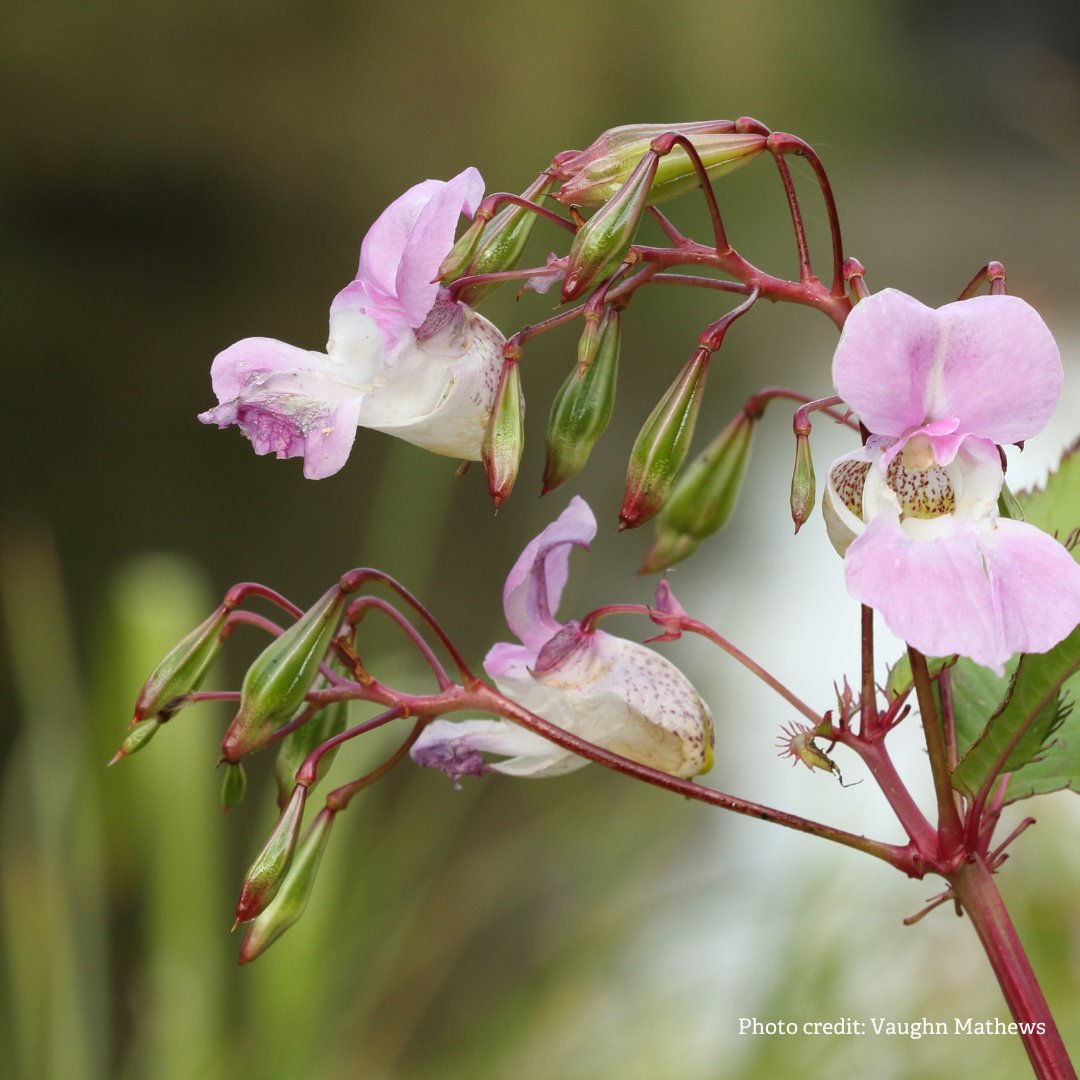 It's Invasive Non-native species week! We're highlighting the Action for Himalayan Balsam as a part of the rivers toolkit. The toolkit offers practical conservation opportunities where you can get involved. 👉herefordshirewt.org/river-take-act…