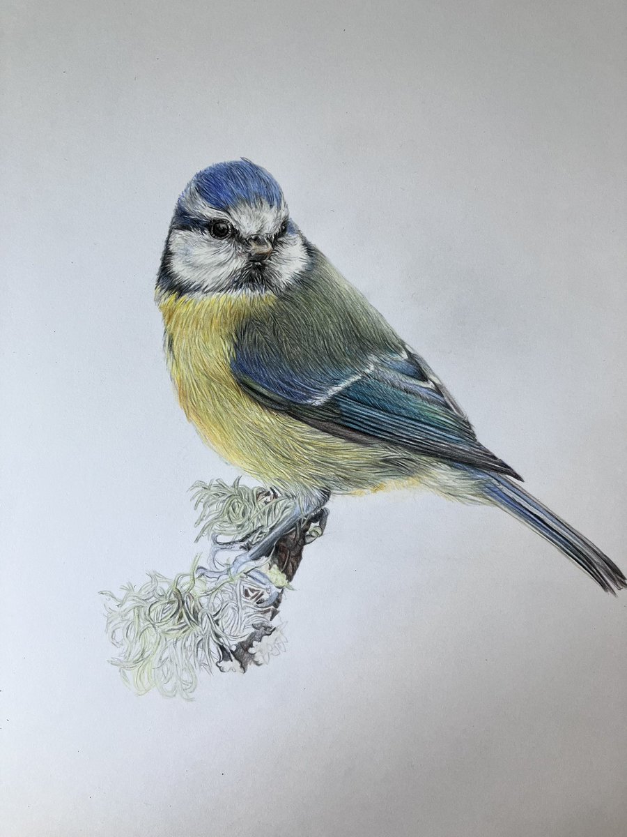 Trying hard to complete my calendar drawings as I’m now way behind schedule. Today I’m back on this one which I’ve not touched in a while. #art #drawing #birds #bluetit