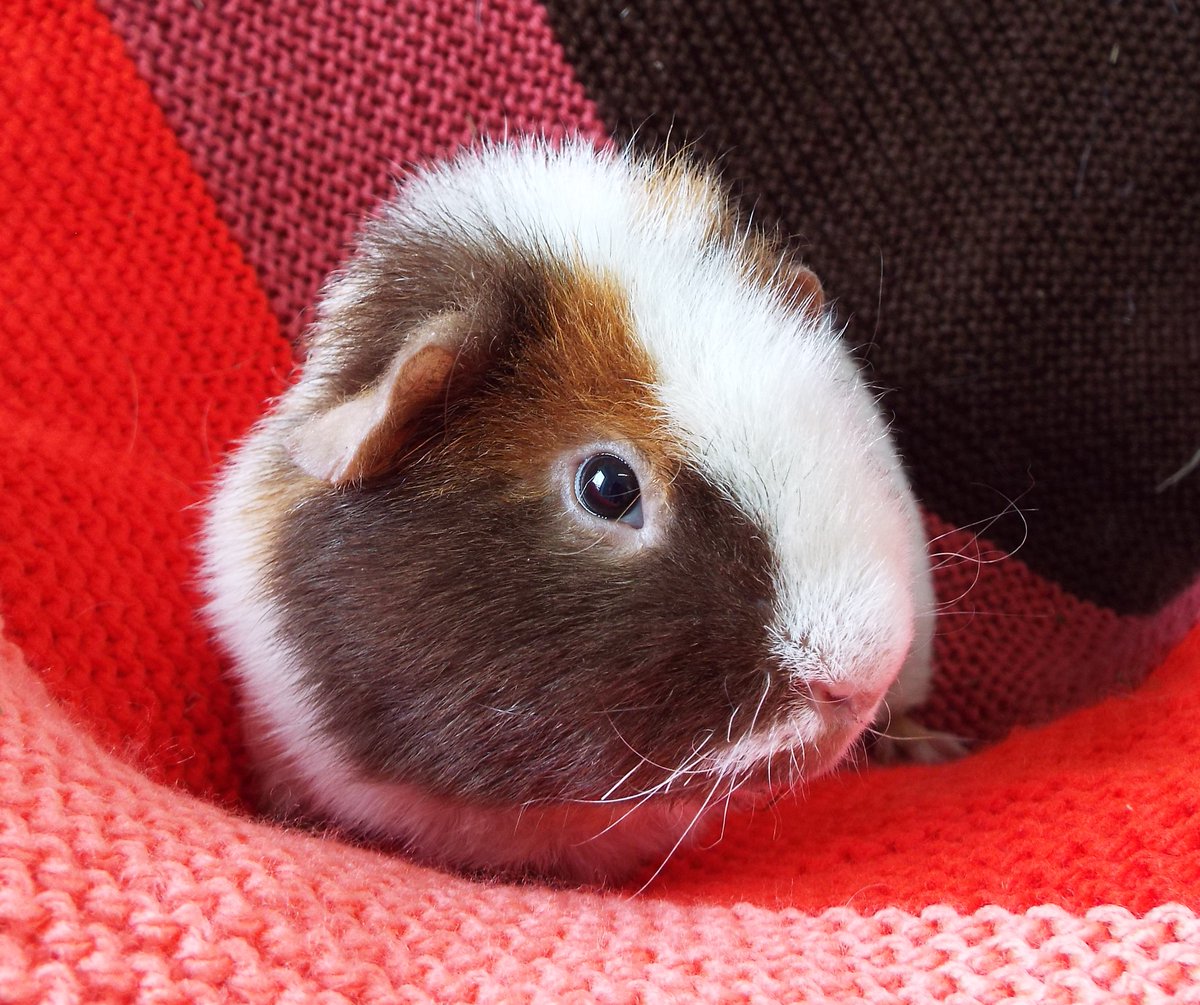 This is Hugo who needs a home, an 18 month old male #guineapig with a rex type coat. He needs a home with some guinea pig company but has misbehaved in the past, he did his best to look innocent in the picture! Details-bleakholt.org/lancashire-ani… 🐾 #Adoptdontshop #guineapigs