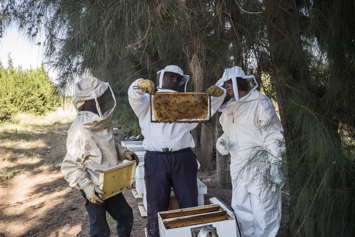 Buzzing with Excitement: Celebrating World Bee Day 2024 Check out how FAO in NENA supports the revitalization of beekeeping practices and promotes sustainable agricultural solutions. Read now 🍯fao.org/neareast/news/…