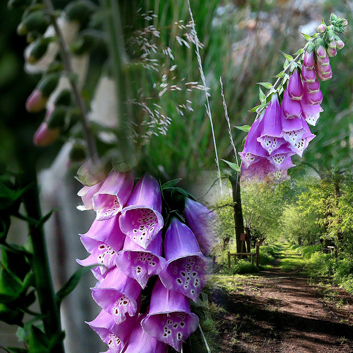 New day, new path...hope you can enjoy it   💚💜
' I close my eyes in order to see '      * Paul Gauguin
#NatureMagic #foxgloves #Tuesdayvibe #collageart
