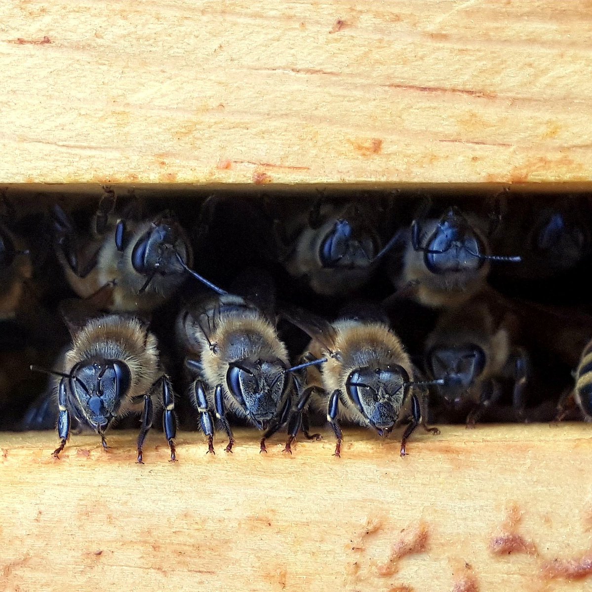 We ride at dawn.

#beekeeping #honey #beekeeper #bees