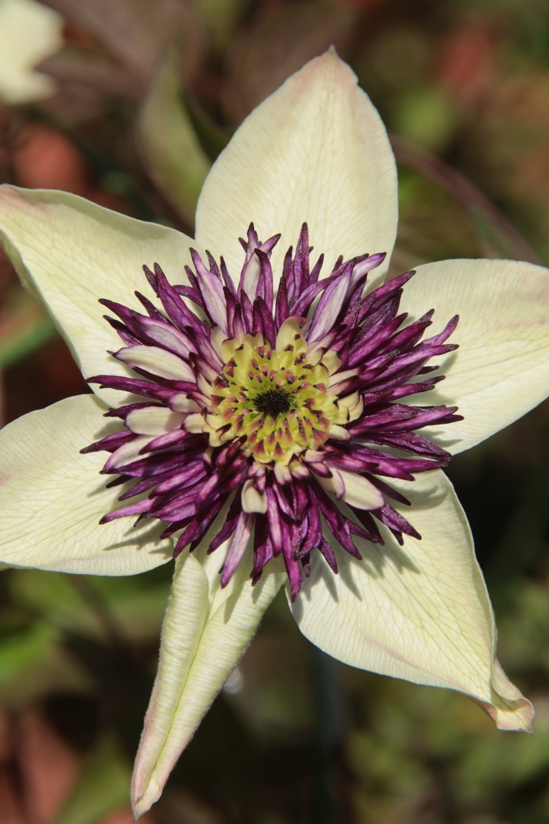 Clematis ☺️ #Photography #Flowers #Clematis