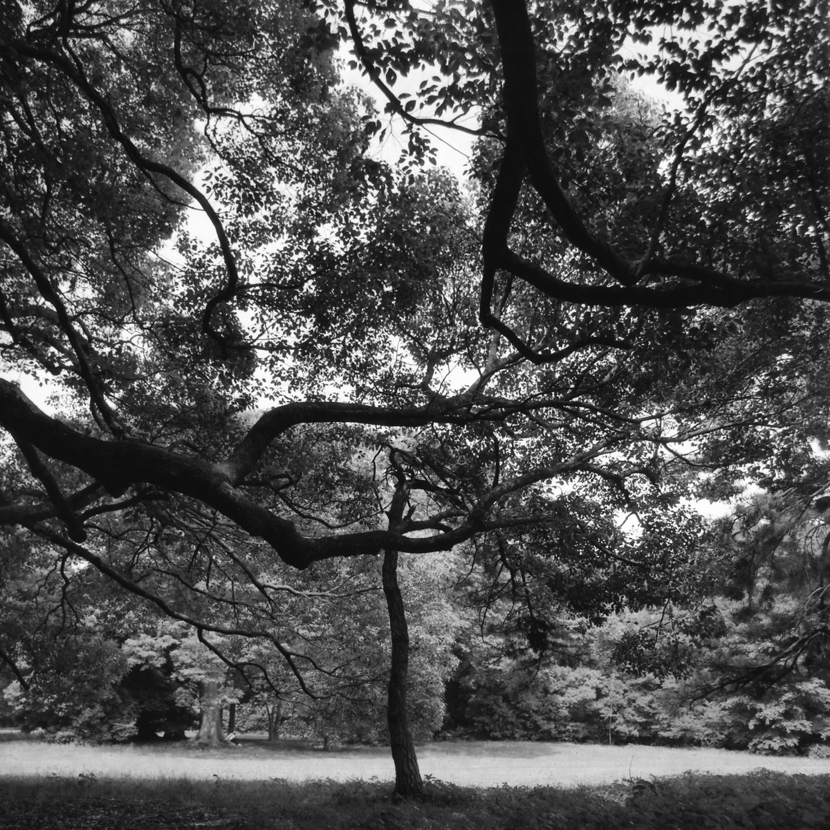 BARNACK_M3's tweet image. silence

静寂のなかで、緑のなかで

#filmphoto #PENTACON #RPX1:00