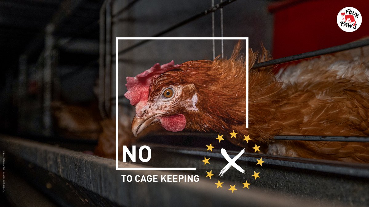 FOURPAWSEPO's tweet photo. 🗓️ This Thursday 23rd of May at 15:00 CET, voice your question using the hashtag #EurovisionDebate 💬
Watch it live here: https://t.co/23rkhnKYp8
#EUElections #DoBetterForAnimals #UseYourVote (3/3) https://t.co/S6g33tlzI4