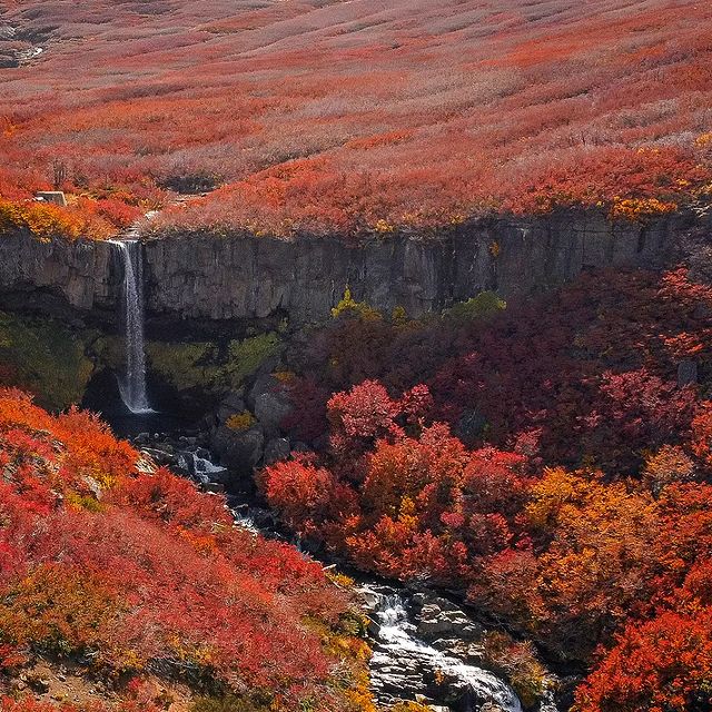 #CascadaDelCaño, un sendero sencillo y un entorno de ñires y araucarias, que en esta época le dan color a este rincón de Caviahue. #davidnavarrete 👏🏼 #BuenMartes twitter! Patagonia neuquina y Argentina🍁🍂😉