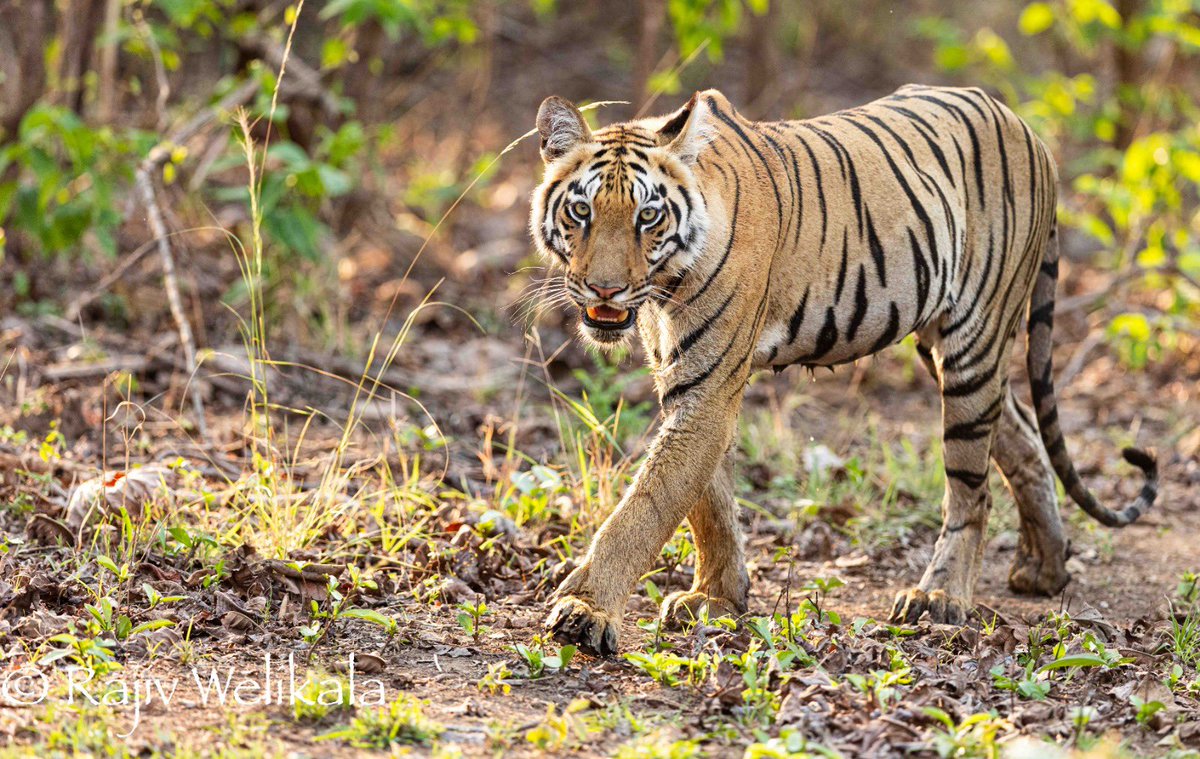 Sharing awesome clicks from @Rajivwildlife at Andhari Tiger Reserve yesterday…. “Day 1 was amazing sighting two subadult tigers on the afternoon drive in Tadoba.” #India 🇮🇳🐅 #BigCats #Nature