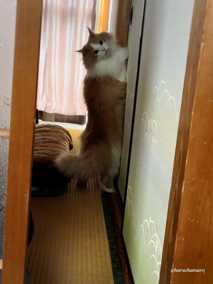 haruchamaro's tweet photo. https://t.co/YgQ9LIA3uZ