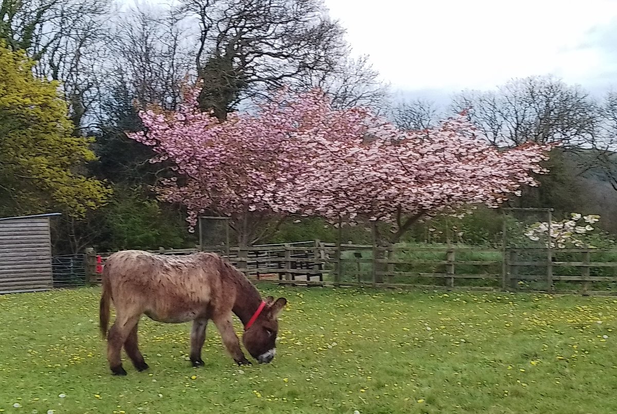 Just one donkey Under the cherry blossom @DonkeySanctuary 

#alphabetchallenge #WeekU U is for Under 🤭😂😂😂