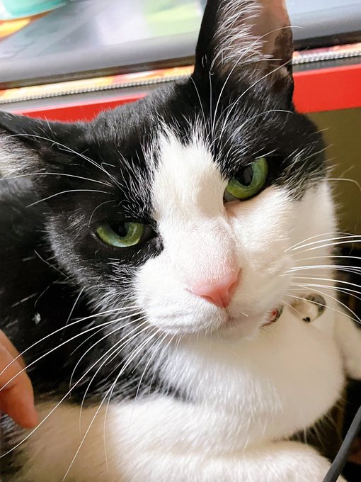 可愛い猫の写真置いとくね 