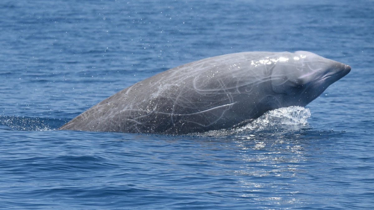 La baleine de Cuvier détient le record de plongée la plus longue, tout animaux confondus, pouvant retenir son souffle jusqu'à 3 heures et 42 minutes !
Cet exploit est possible grâce à une forte concentration de myoglobine dans ses muscles.

🐳 journals.biologists.com/jeb/article/22…