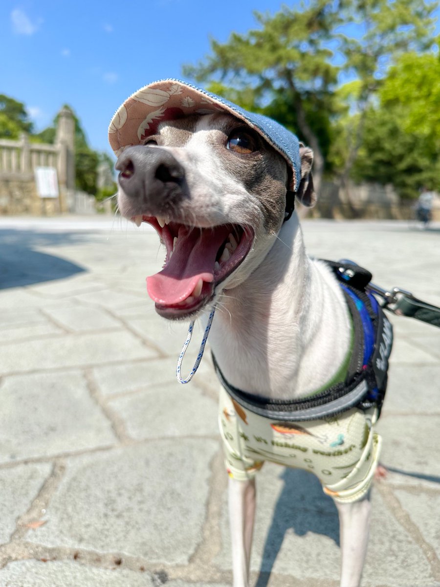 sakio_flam's tweet photo. 🧢 https://t.co/Kmc1qWzd9a