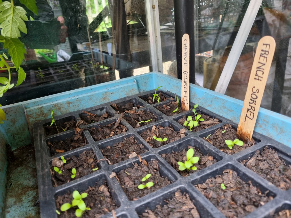 fruitnutvillage's tweet photo. Some of our seeds, planted two weeks ago, starting to germinate @BalsallHeathCF... it won't be long until they're being planted across #BalsallHeath with our #PostcodeGardener. https://t.co/YLe1FTUlLl