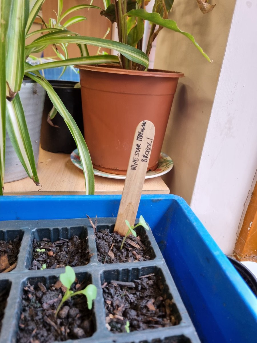 fruitnutvillage's tweet photo. Some of our seeds, planted two weeks ago, starting to germinate @BalsallHeathCF... it won't be long until they're being planted across #BalsallHeath with our #PostcodeGardener. https://t.co/YLe1FTUlLl