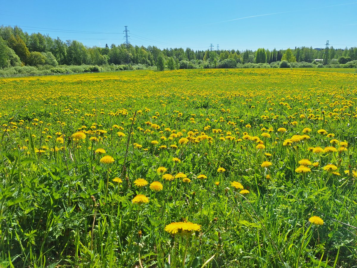 Tänään ensimmäinen kävely
Kaarelan hevostallin pelloille .
2 viikkoa leikkauksen jälkeen. Toipilas selvästi mutta...
Pikkuhiljaa voimat palautuu 
Lehtokerttu ja satakieli äänessä.
#linnut  #suolistosyöpä