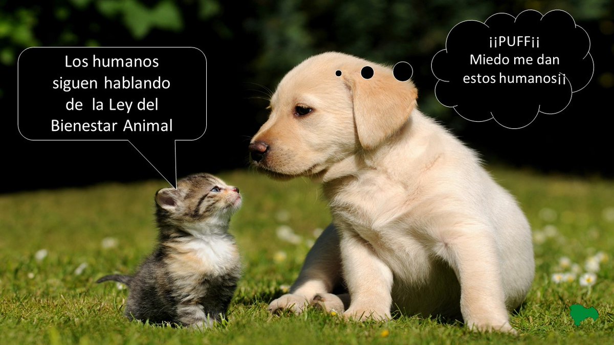 Emisión 25º,dia 20/05/2024.
Escuchar, pincha los enlaces.
Ley derechos y bienestar animal 
👉José Ramón Becerra - Drt. Gral de Derechos de los Animales
👉  Asociacion Igualdad Animal - Javier Moreno.
…stasenaccion-guadalajara.blogspot.com/search/label/G…

go.ivoox.com/rf/129175993

youtube.com/watch?v=tXZY3J…