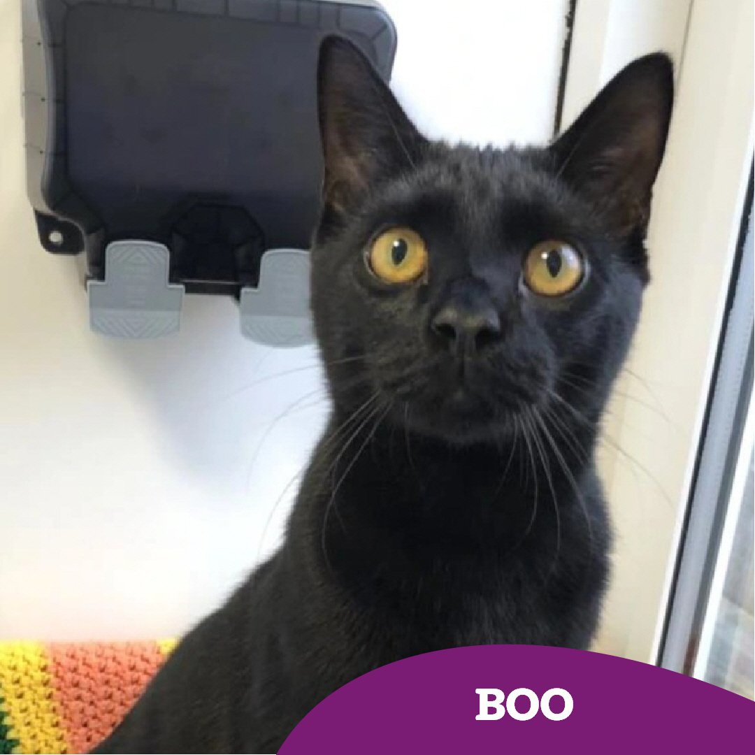 Boo is still hoping to find his #happilyeverafter soon 🤞🏻 could you lend a helping paw and share his story? 🐾 

He's an energetic little lad who's looking for an adult only #fureverhome 🏡

Find out more 👇🏻
cats.org.uk/findacatform/?…