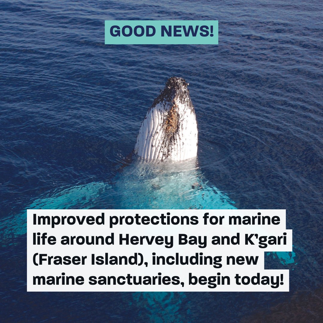 AustMarConsSoc's tweet image. New Great Sandy Marine Park Zoning Plan commences today! Marine sanctuary green zones now make up 12.8% of the marine park, a 3x increase, &amp;amp; destructive commercial gillnet fishing will no longer be permitted in the Great Sandy Strait or in other conservation park (yellow) zones.