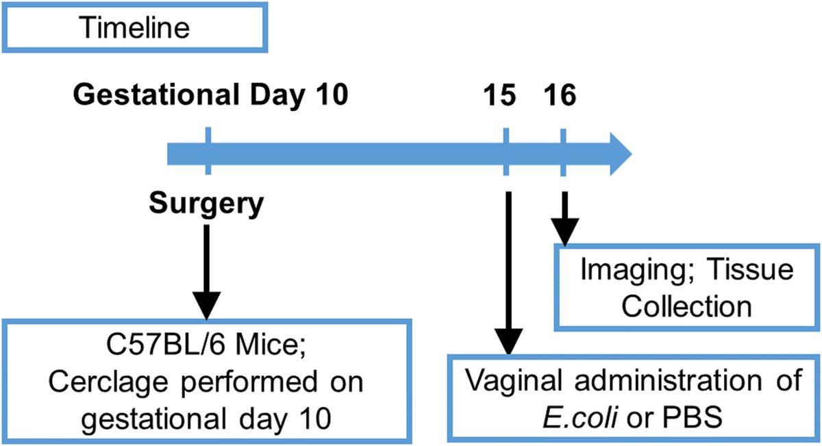 Cerclage prevents ascending intrauterine infection in pregnant mice ow.ly/gykK50ROyI8