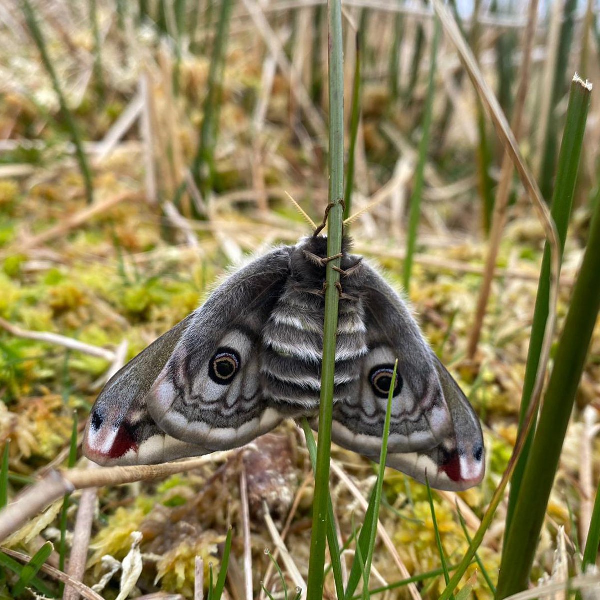 🦋Check out this awesome emperor moth that our team spotted on Handa Island! Emperor moths aren't uncommon on Handa but usually emerge a bit later in the season. 📸© Katie Baird #moth #island #wildlife