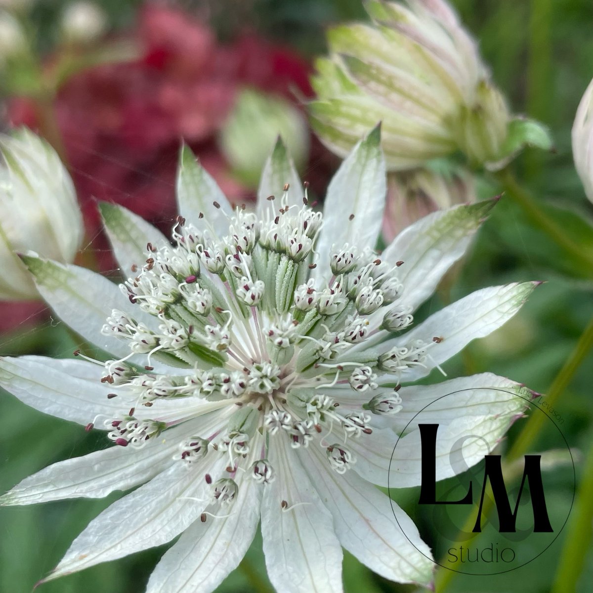 thelandmstudio's tweet photo. ASTRANTIA

Another of my favourite garden flowers.

#thelandmstudio #photographicart #photographyisart #astrantia #garden #outsidespace https://t.co/DIfiPMEhkl