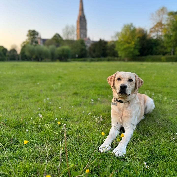 Labra-dorable! Thank you to a visitor who sent in this picture of Teddy, cooling off in our Cathedral grounds at the weekend🐕🐾
