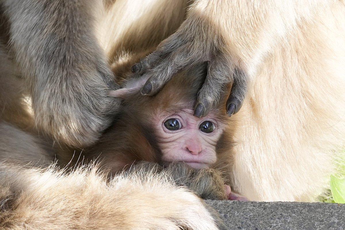 S8eSNkrLZl9hGUc's tweet photo. Hello‼︎ベビたん🧡
2024.05.11
#地獄谷野猿公苑 #snowmonkey #snowmonkeypark #monkey #babymonkey #ニホンザル #子猿 https://t.co/LiL73V9YMr