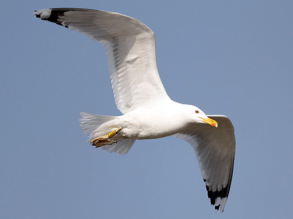 Within a relatively short time span, large gulls (genus Larus) have split into numerous new species and conquered the Northern Hemisphere. @David_A_Marques and his team are now looking for the secret behind this rapid adaptability in their DNA. #UniNova 👉 unibas.ch/en/News-Events…