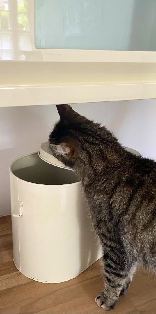 PickliciousF's tweet photo. My mummy heard a noise in the utility room. I tried to tell her it was just the binmen outside, but she wouldn’t listen. I’m innocent! There’s no eviden… oh. #FreeThePickleOne https://t.co/SNf5FgZEf5
