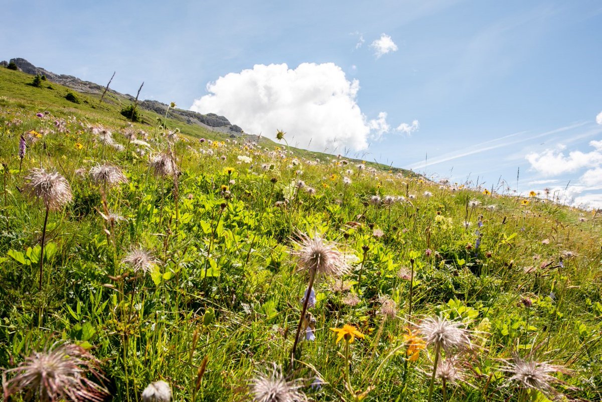 The registration deadline, 31st May, for the XIX Eurasian Grassland Conference is rapidly approaching. The event will take place from 26th August until 1st September and the venue is the Eurac research centre in Bolzano. Full details and registration at egc2024.it/en